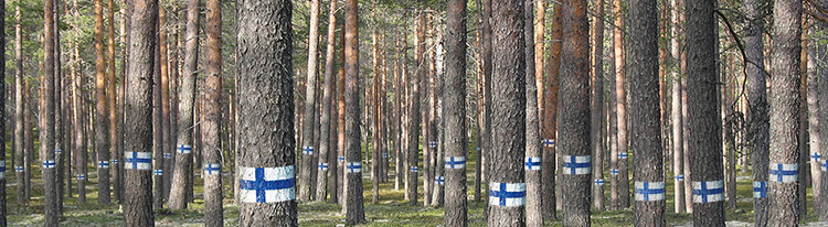 Severská borovice - materiál pro stavbu srubových domů KONTIO Severská borovice - materiál pro stavbu srubových domů KONTIO